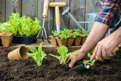 how to grow delicious vegetables in your backyard Doc
